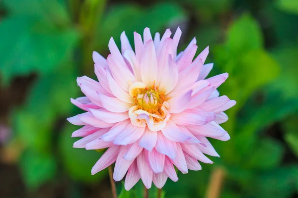 Bunte Dahlienblüte — Stockfoto