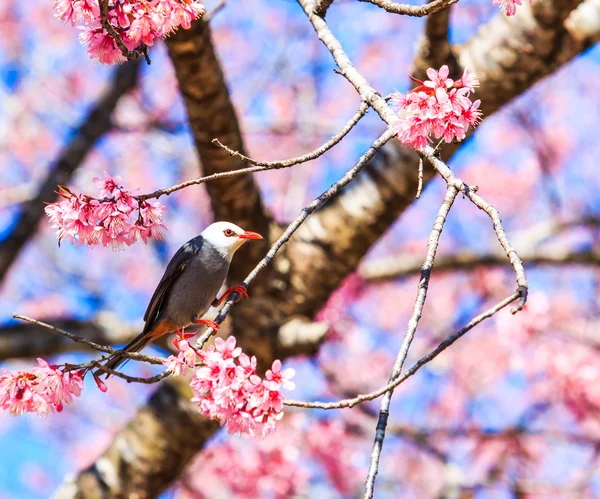 Bird on Cherry Blossom — Stock Photo, Image