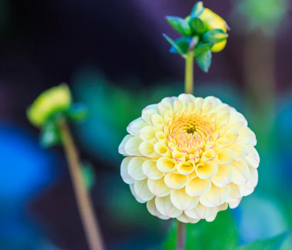 Färgglada dahlia blomma — Stockfoto