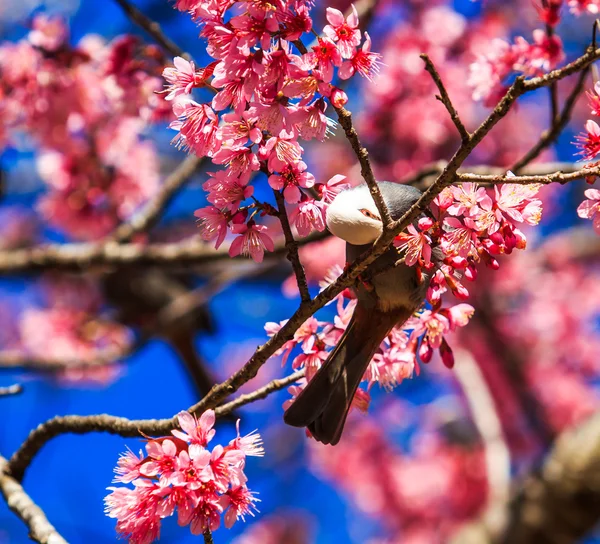 Uccello in fiore di ciliegio — Foto Stock