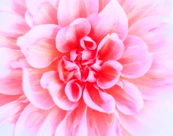 Colorful dahlia flower — Stock Photo, Image