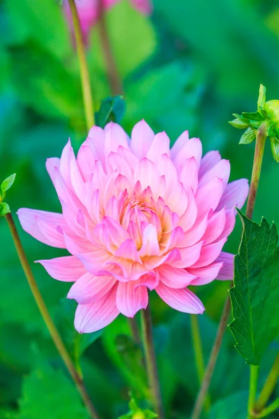 Renkli dahlia çiçeği — Stok fotoğraf
