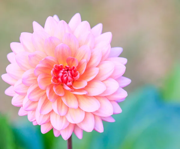 Färgglada dahlia blomma — Stockfoto