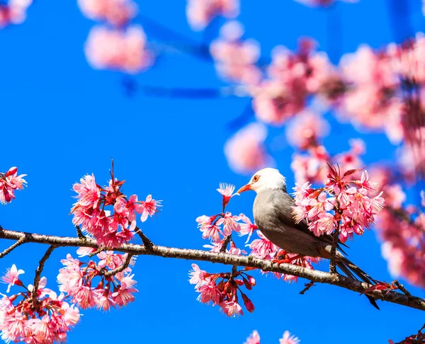 Pássaro em flor de cereja — Fotografia de Stock