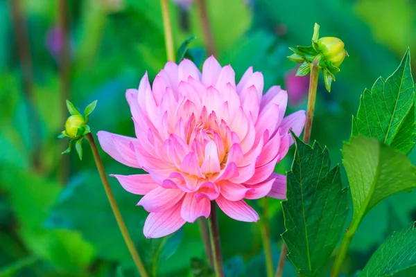 Bunte Dahlienblüte — Stockfoto