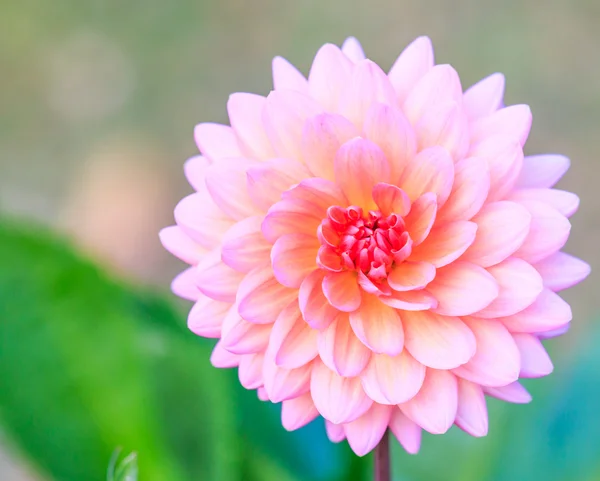 Kleurrijke dahlia bloem — Stockfoto