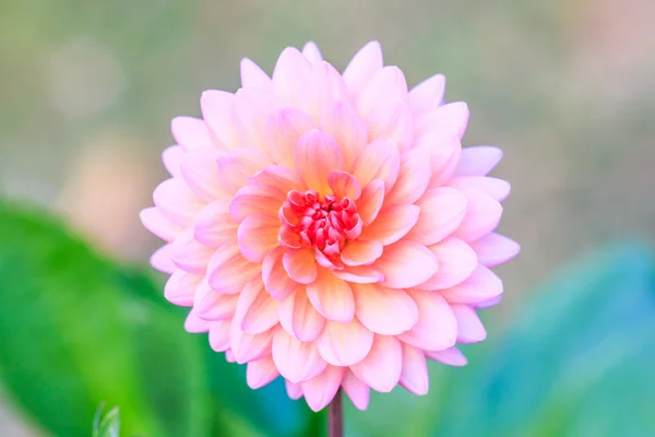 Kleurrijke dahlia bloem — Stockfoto