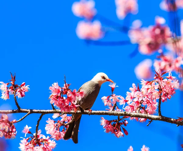 Vogel auf Kirschblüte — Stockfoto