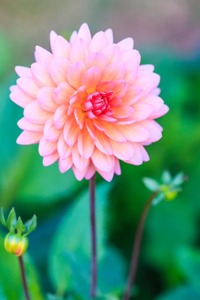 Bunte Dahlienblüte — Stockfoto