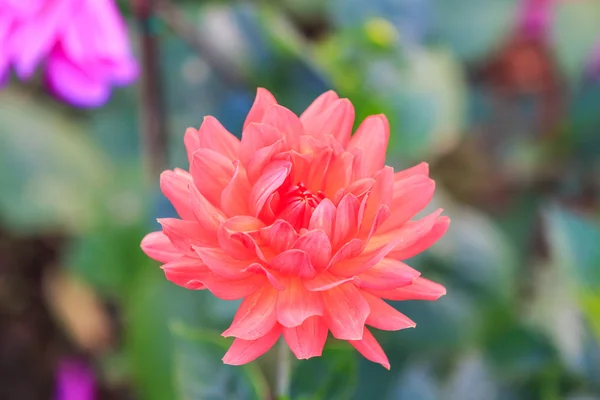 Colorful dahlia flower — Stock Photo, Image