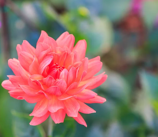 Färgglada dahlia blomma — Stockfoto