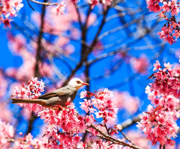 Pássaro em flor de cereja — Fotografia de Stock