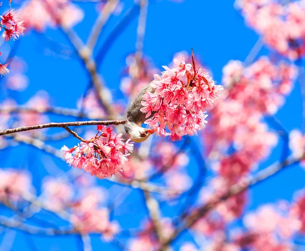 Pájaro en flor de cerezo — Foto de Stock