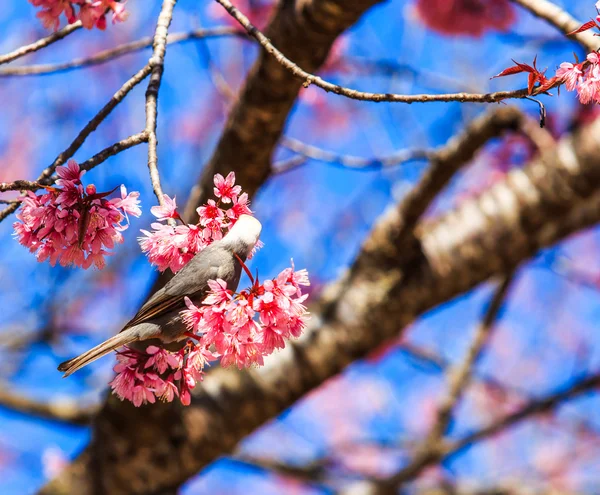 Птица на цветке вишни — стоковое фото