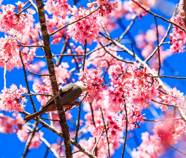 Fågel på körsbärsblomma — Stockfoto