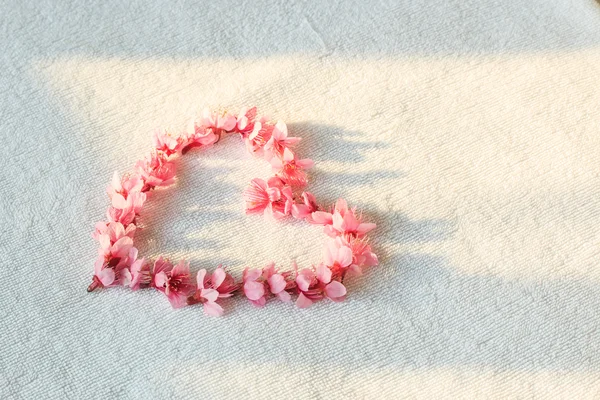 Sakura o flores de cerezo en forma de corazón — Foto de Stock