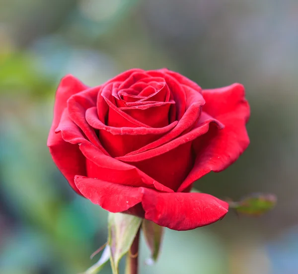 Vackra rosor — Stockfoto