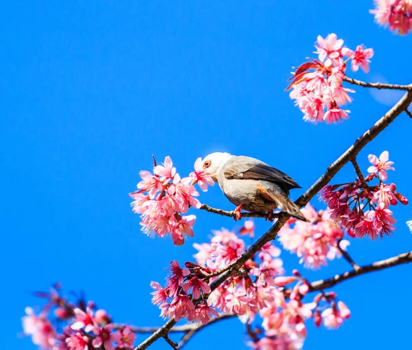 Pták na višňovém květu — Stock fotografie