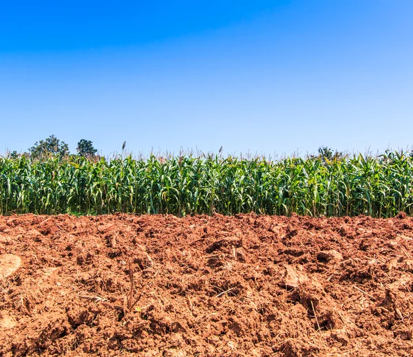 Groene maïsvelden — Stockfoto