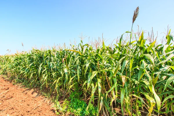 Groene maïsvelden — Stockfoto