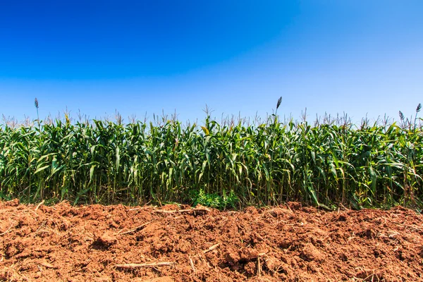 Groene maïsvelden — Stockfoto