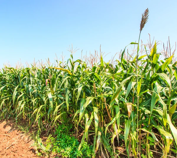 Green corn field — Stock Photo, Image