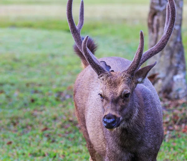 Wilde herten in Phu Kradueng Nationaal Park — Stockfoto