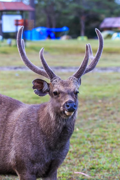 Wild deer in Phu Kradueng National Park — Stock Photo, Image