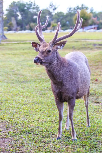 Wilde herten in Phu Kradueng Nationaal Park — Stockfoto