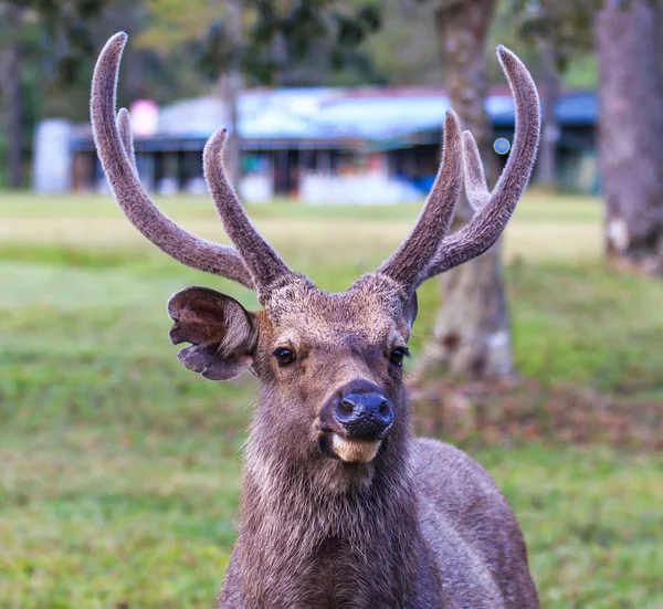 Wilde herten in Phu Kradueng Nationaal Park — Stockfoto