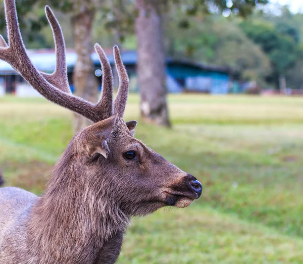 Wilde herten in Phu Kradueng Nationaal Park — Stockfoto