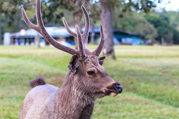 Wilde herten in Phu Kradueng Nationaal Park — Stockfoto