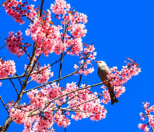 Pássaro em flor de cereja — Fotografia de Stock