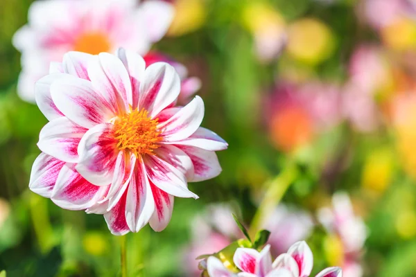 Flor da Dália — Fotografia de Stock