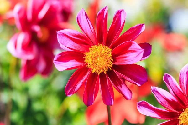 Dahlia flower — Stock Photo, Image