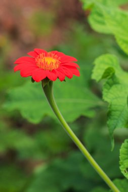 Kırmızı zinnia çiçekleri