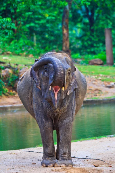 Elefante asiatico — Foto Stock