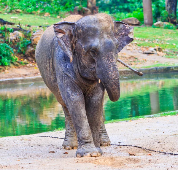 Azië olifant — Stockfoto