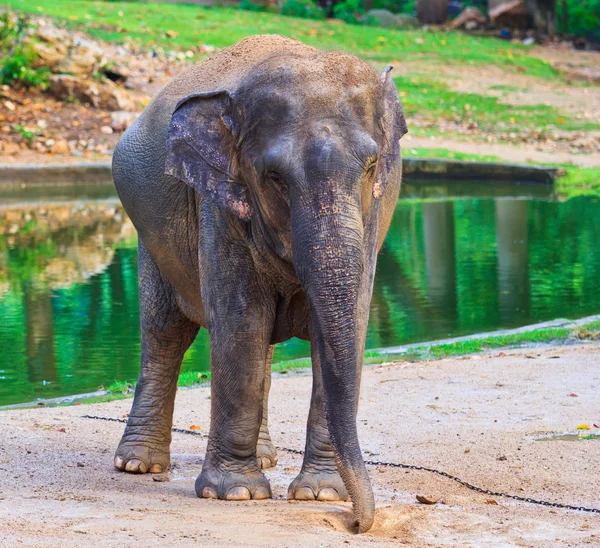 एशिया हाथी — स्टॉक फ़ोटो, इमेज