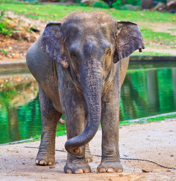 Azië olifant — Stockfoto