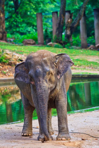 Elefante asiático — Foto de Stock