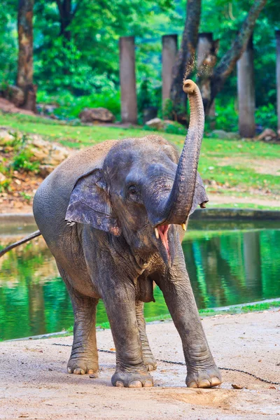 Elefante da Ásia — Fotografia de Stock