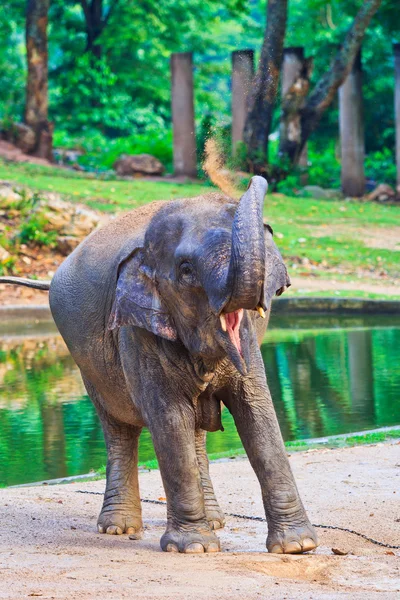 Asia elephant — Stock Photo, Image