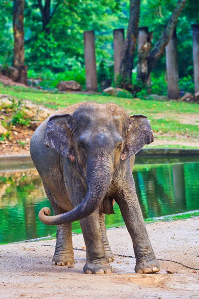 Elefante asiático — Foto de Stock