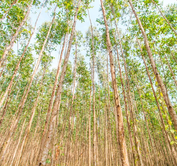 Eucalyptus forest — Stock Photo, Image