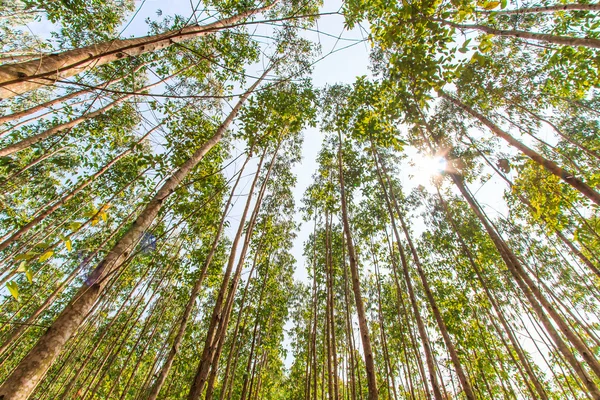 Eucalyptus forest — Stock Photo, Image