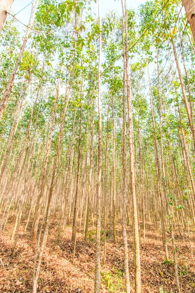 Eucalyptus forest — Stock Photo, Image