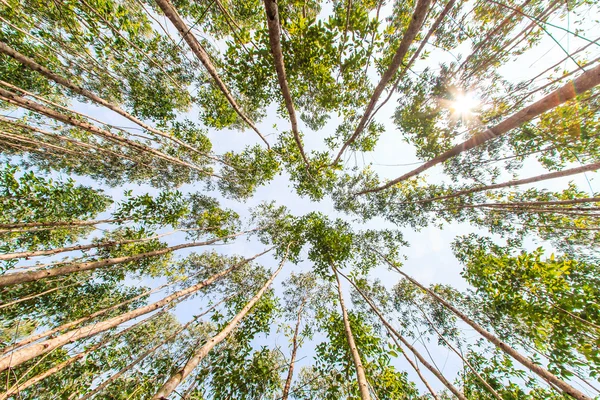 Eucalyptus forest — Stock Photo, Image