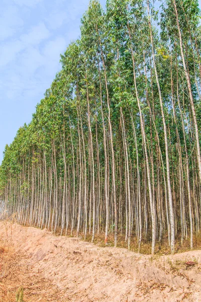 Eucalyptus forest — Stock Photo, Image