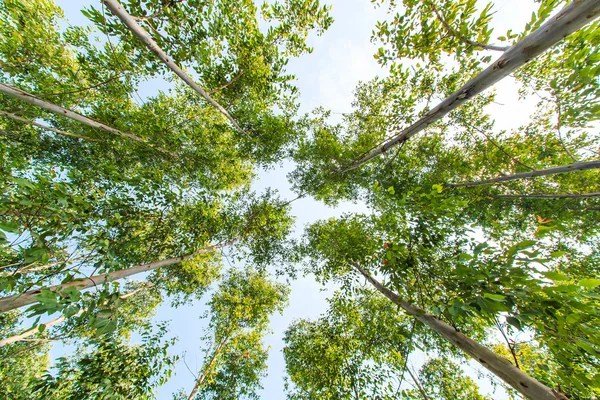 Eucalyptus forest — Stock Photo, Image